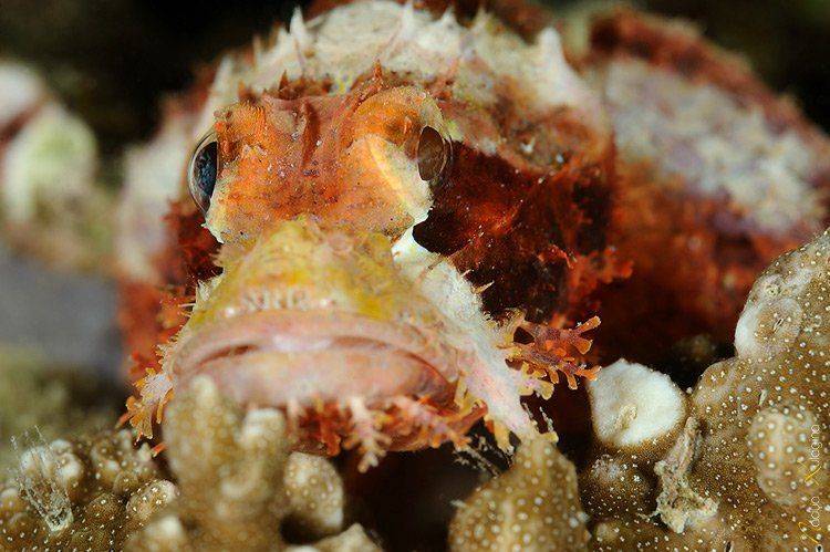 underwater, photography, Nadya Kulagina