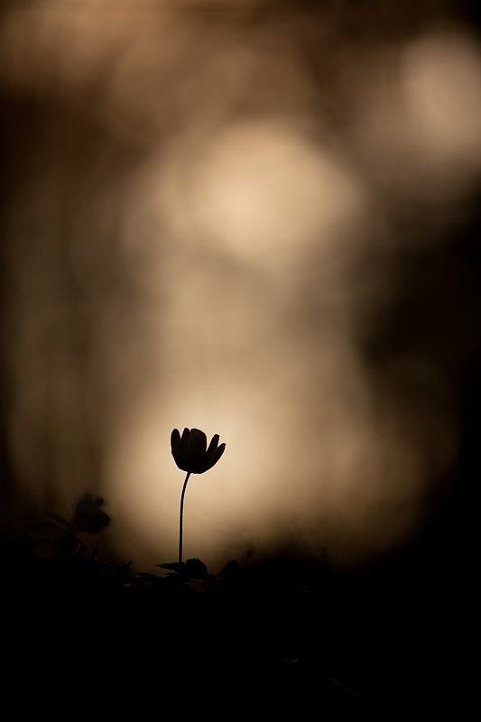 ветреничка дубравная, весна, цвет к свету... фото превью