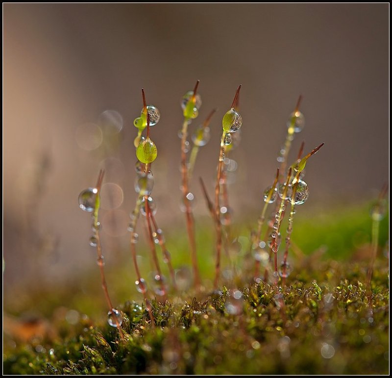 макро,капли, Оазис. фото превью
