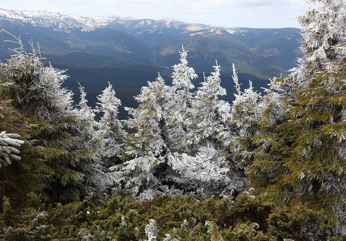 елки, горы, карпаты, иней, Михаил Псарёв
