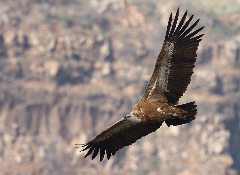 грифы, сип, ущелье, птицы Хранители ущелья Гамлы фото превью