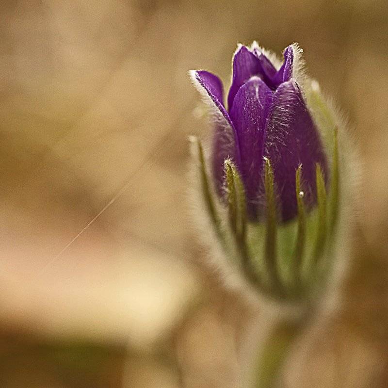 , СПИРИДОНОВ НИКОЛАЙ