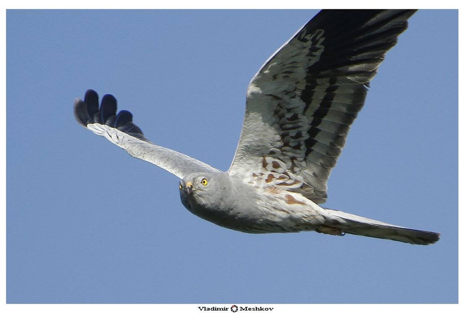 , &copy; =Vladimir Meshkov=