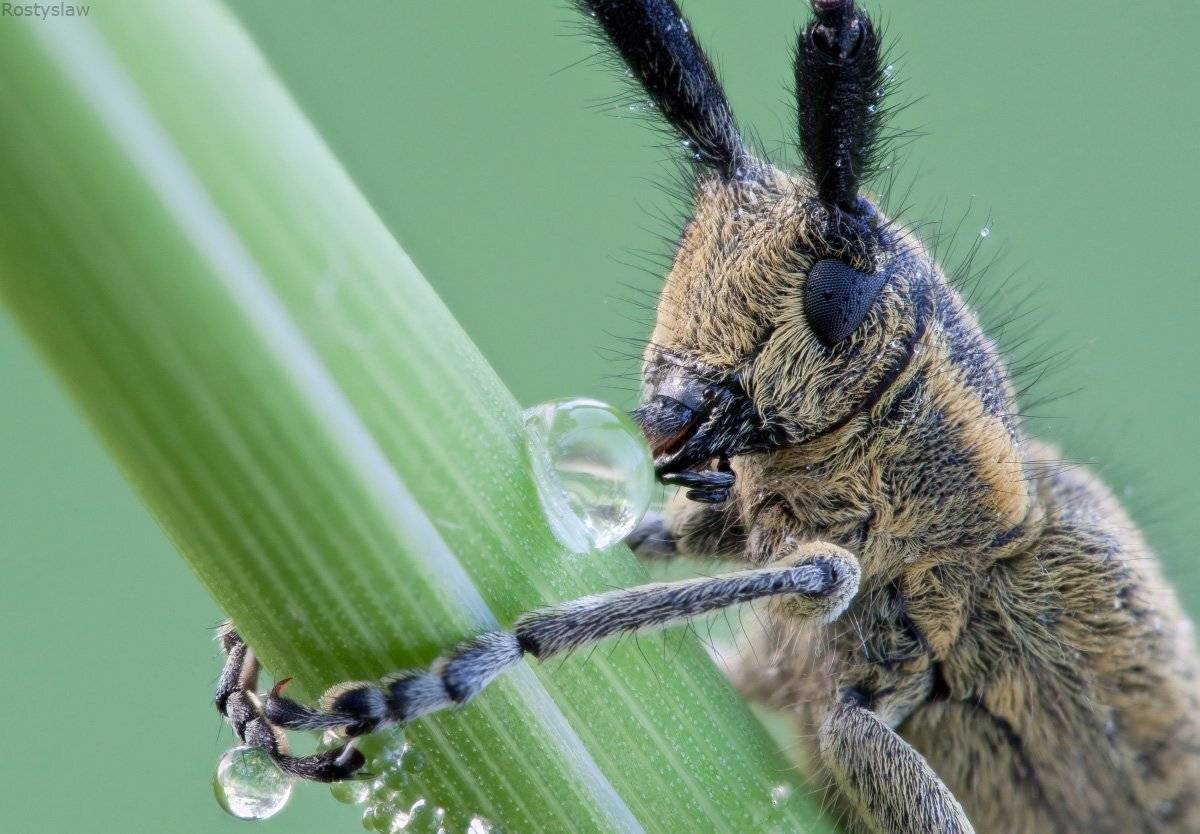 жук, усач, ростислав, canon 100mm macro usm+raynox 250, Ростислав