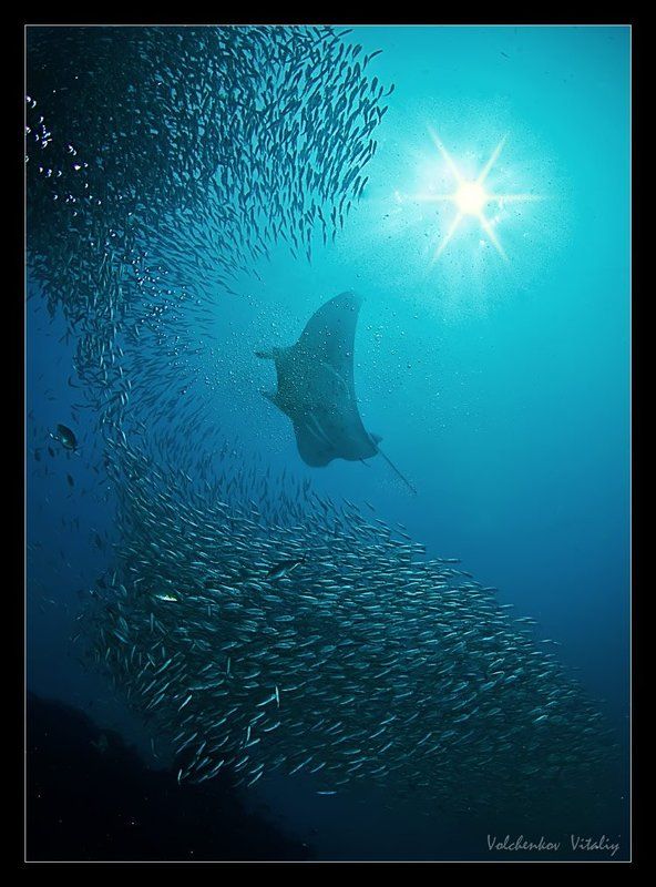 фото *** фото превью