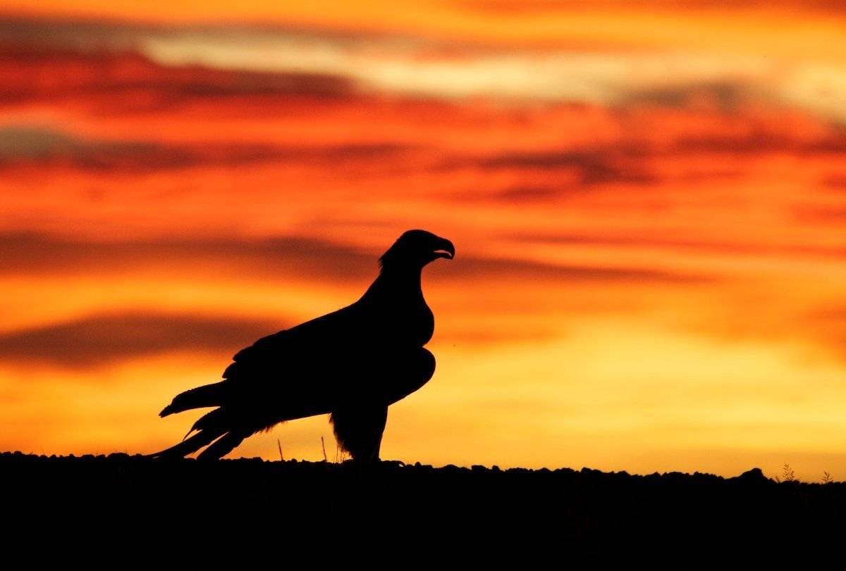 клинохвостый, орел, Надежда Звягина / New Zealand