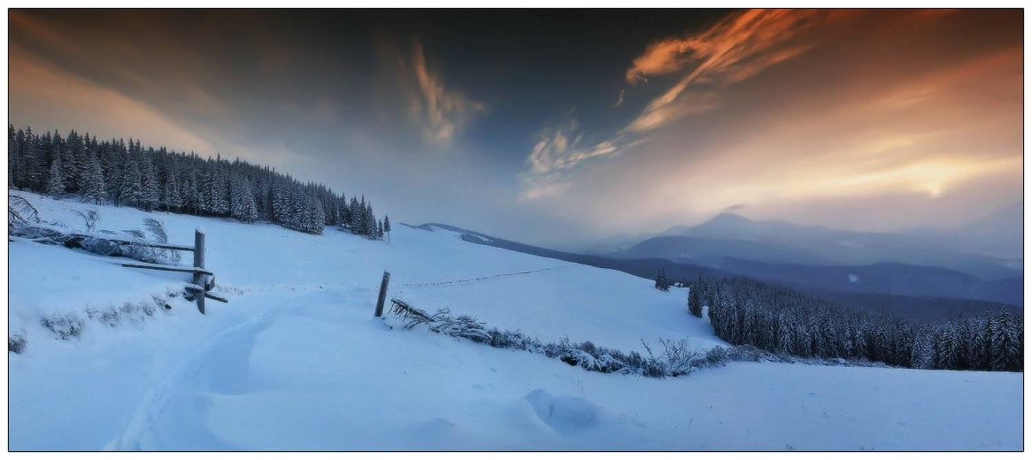 , Денис Кривой