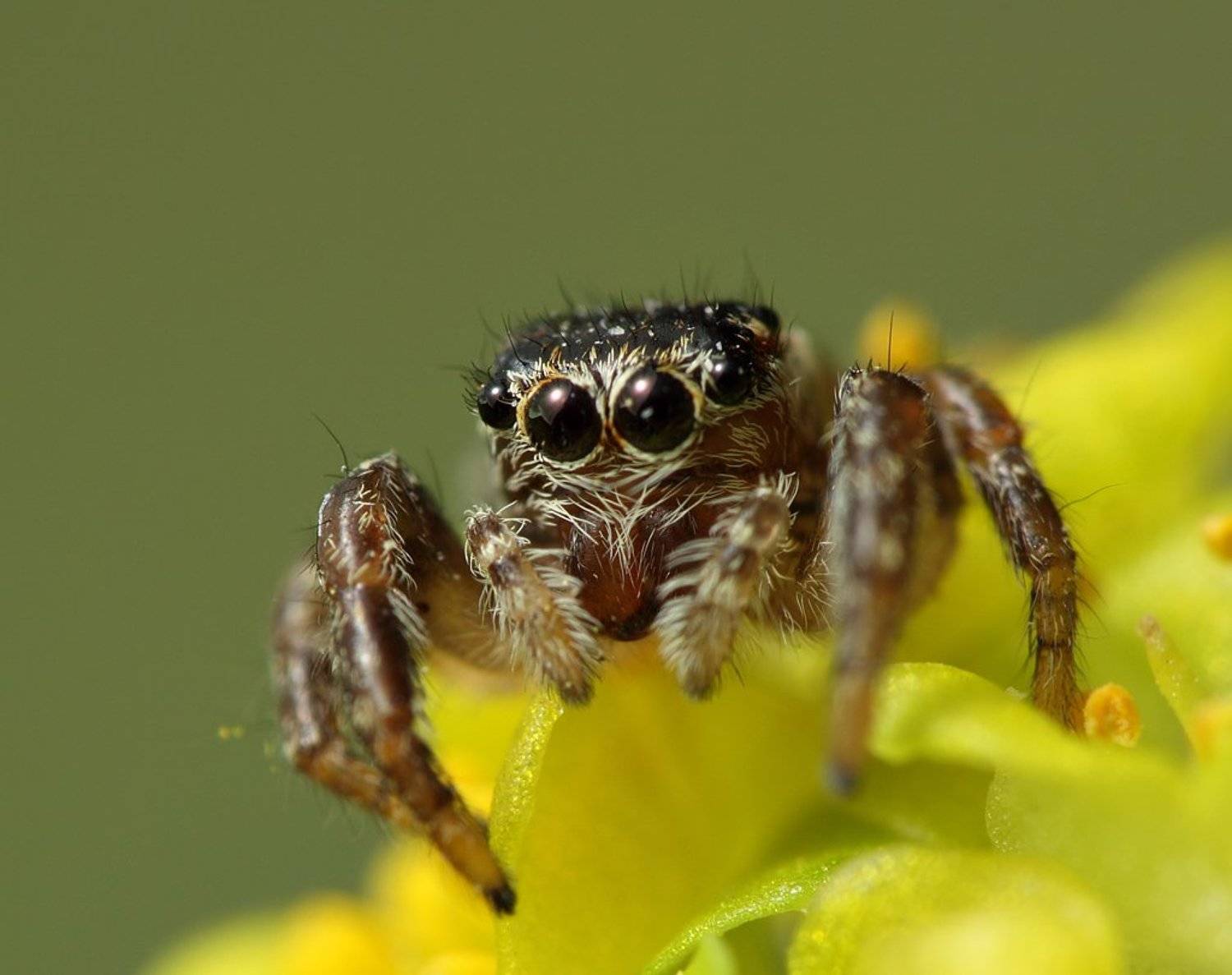 паук, скакун, Сергей Таланов