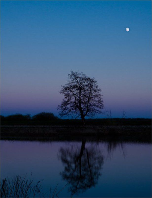 Дерево и луна. фото превью