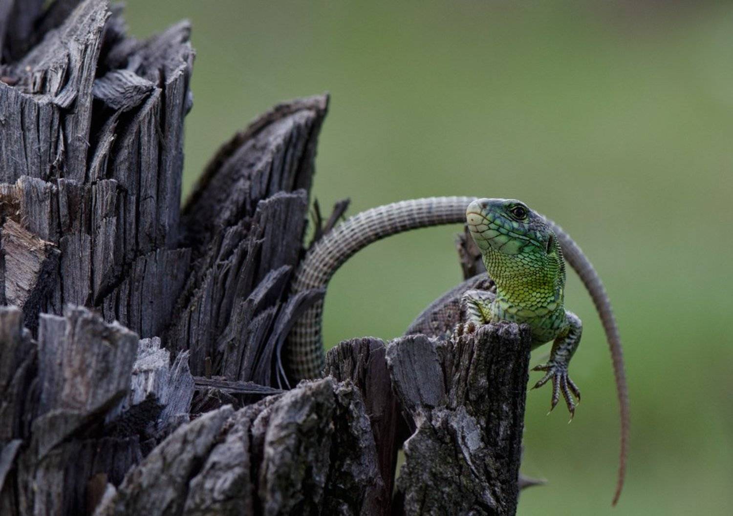 ящерица, Татьяна Аверина