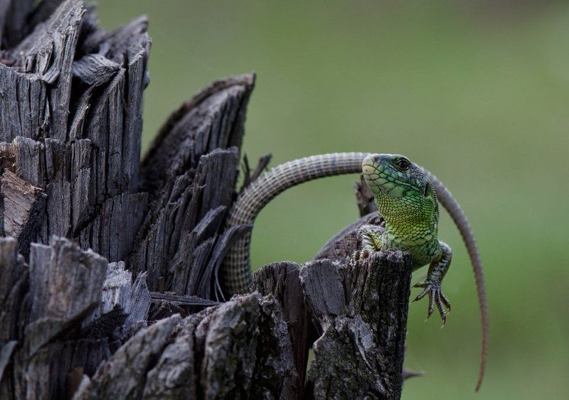 ящерица Крылья...лапы...главное...ХВОСТ!! фото превью