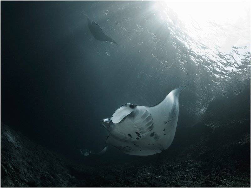 манты, индонезия, бали, дайвинг, Олег Федин