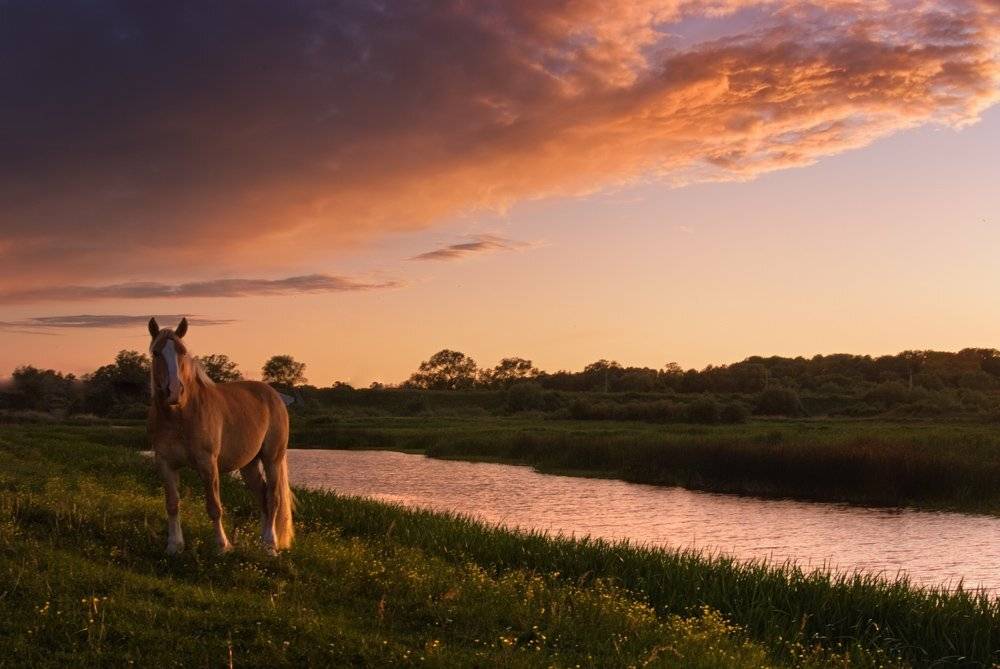 луг, Александр Титаренко