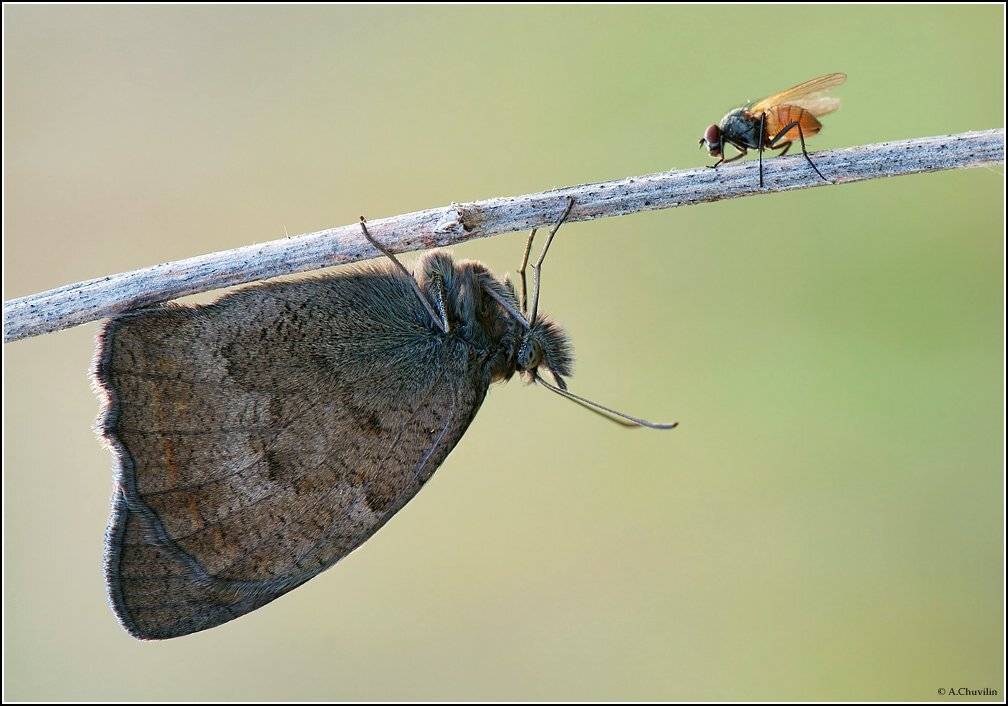 бабочка,сатир,под,мухой,июль, Александр Чувилин