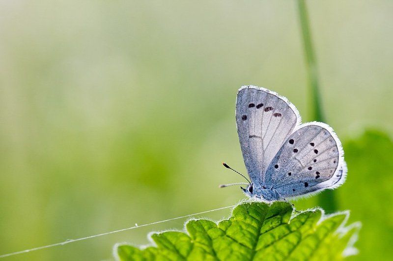 Крылатый канатоходец фото превью