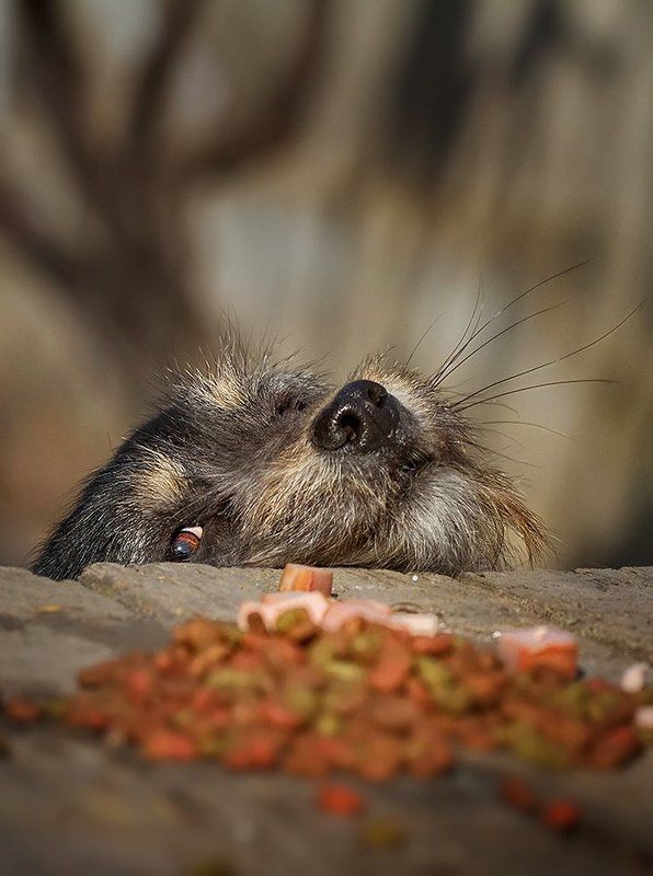 Вожделение. фото превью