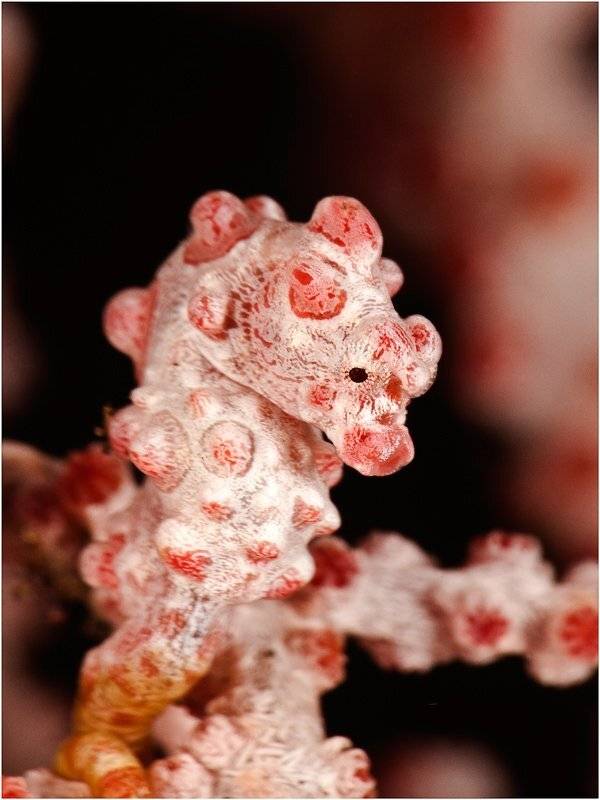 пигмейский морской конек, pygmee seahorse, дайвинг, бали, diving, bali, Олег Федин