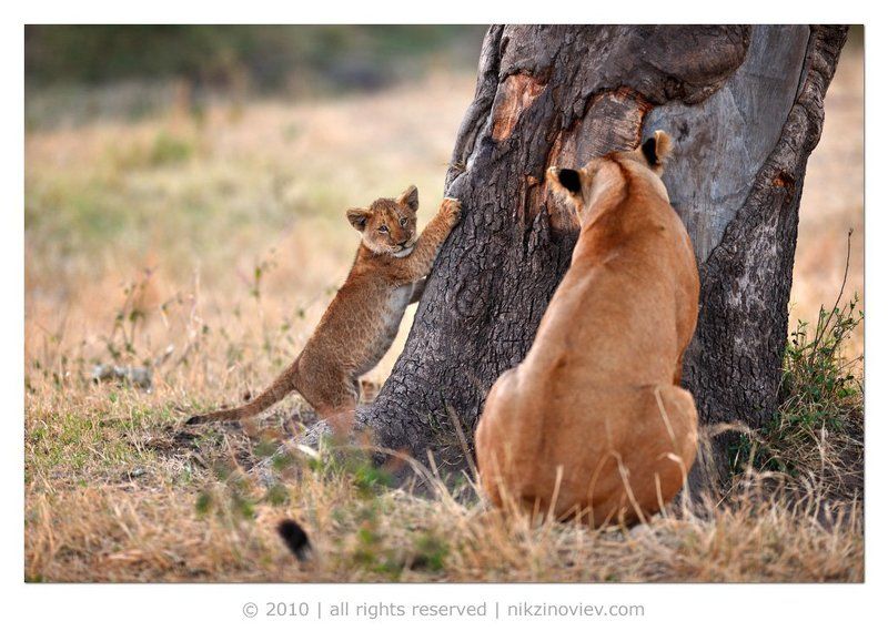 Уроки когтеточения фото превью