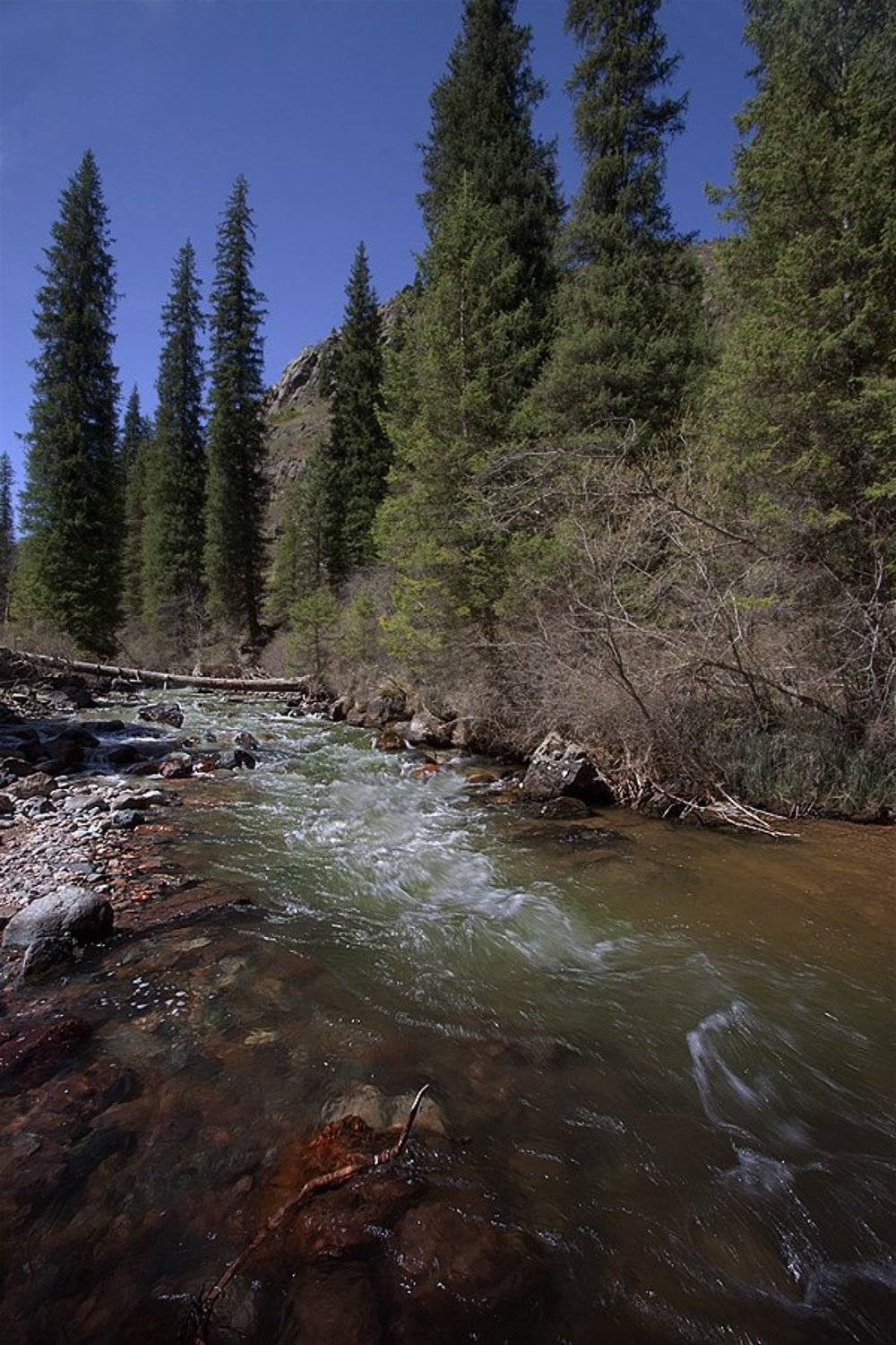 река, ели, горы, весна, Silfida