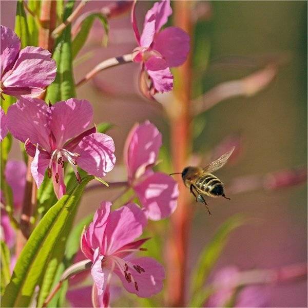 , Дмитрий Алексеев