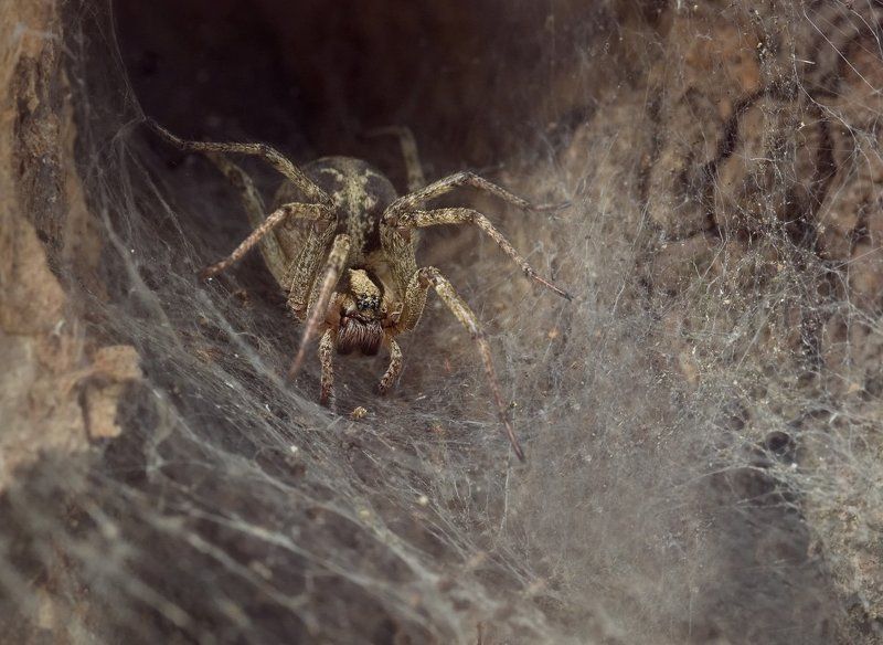 паук, макро, логово, шелоб, micro-nikkor af 105mm f/2.8 d, nikon d80 Логово Шелоб фото превью