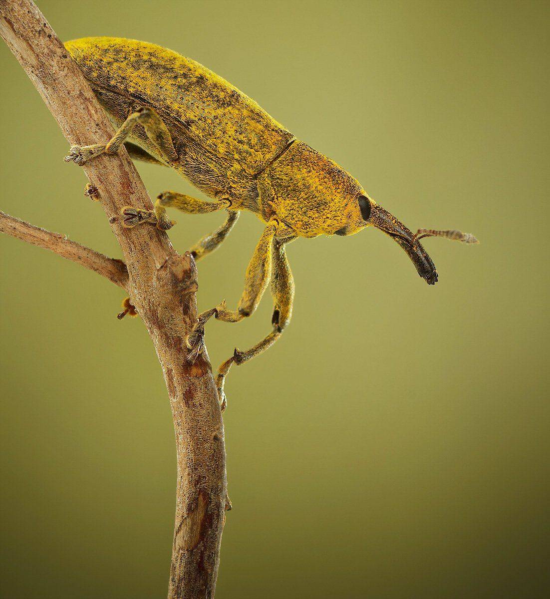 долгоносик, макро, irina