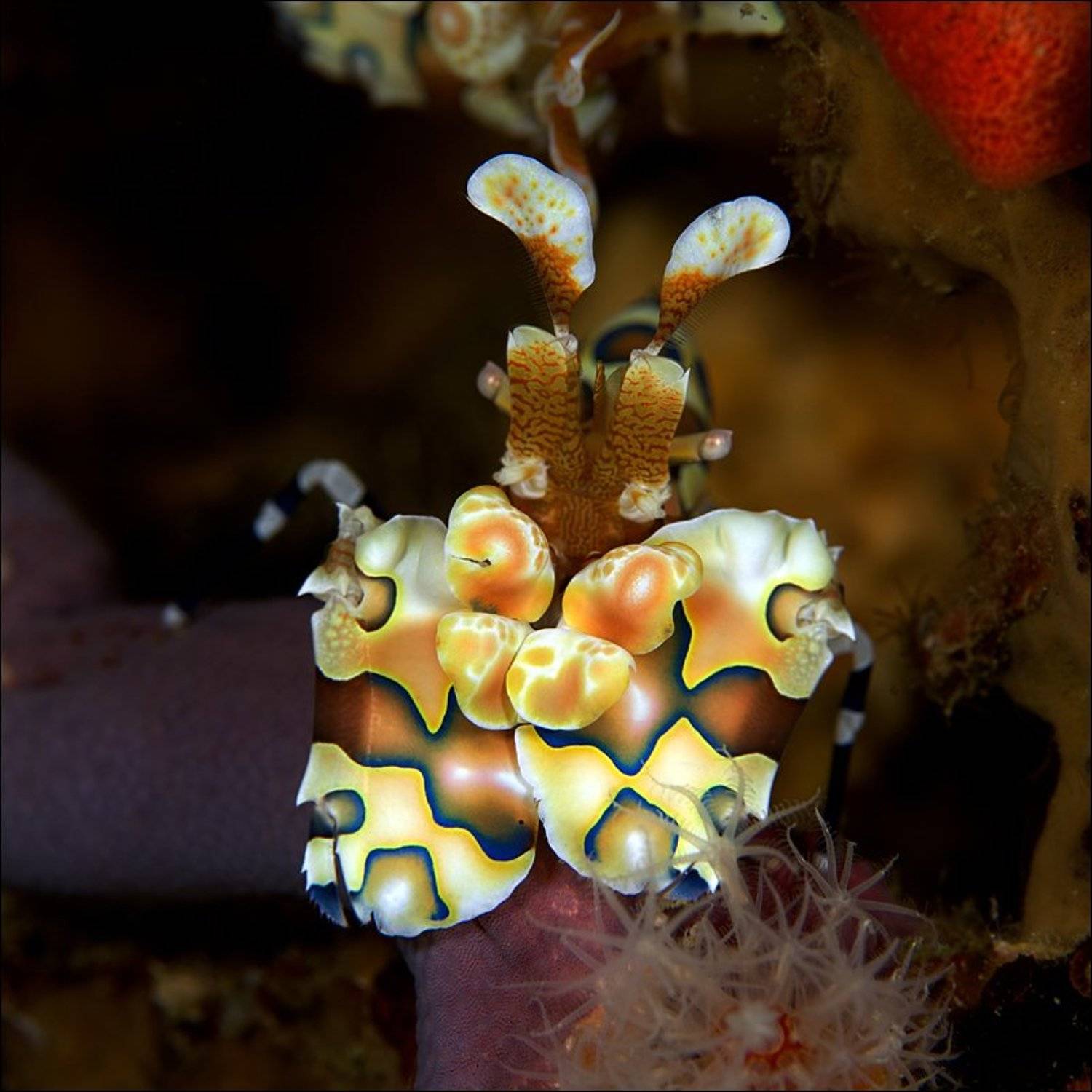 shrimp, harlequin, underwater, Anton Akhmatov