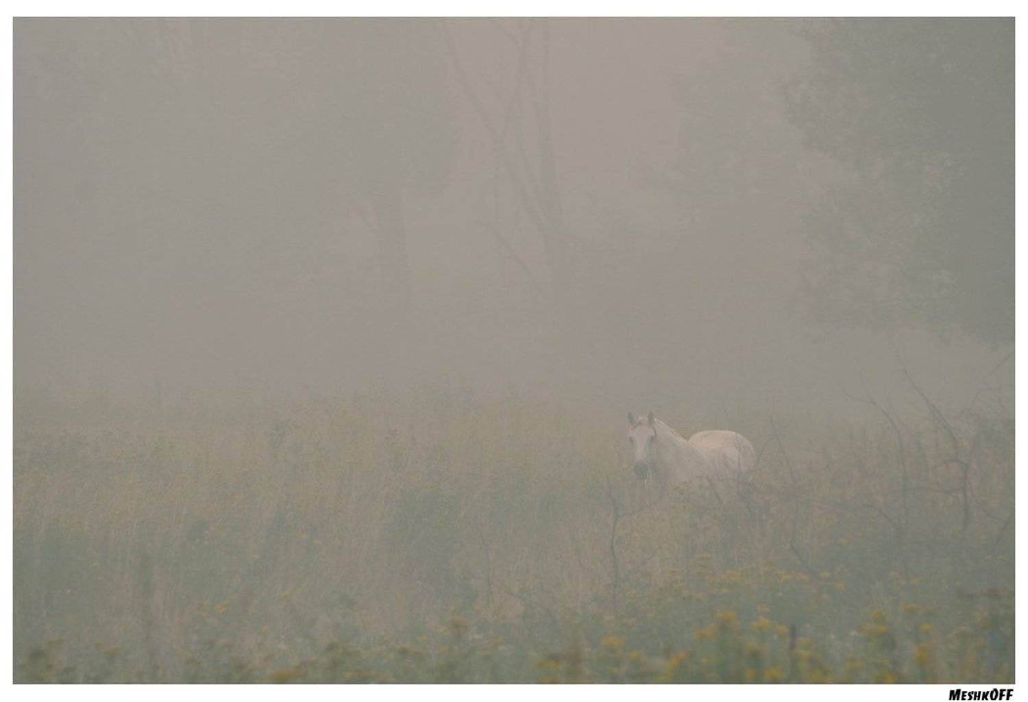 , &copy; =Vladimir Meshkov=