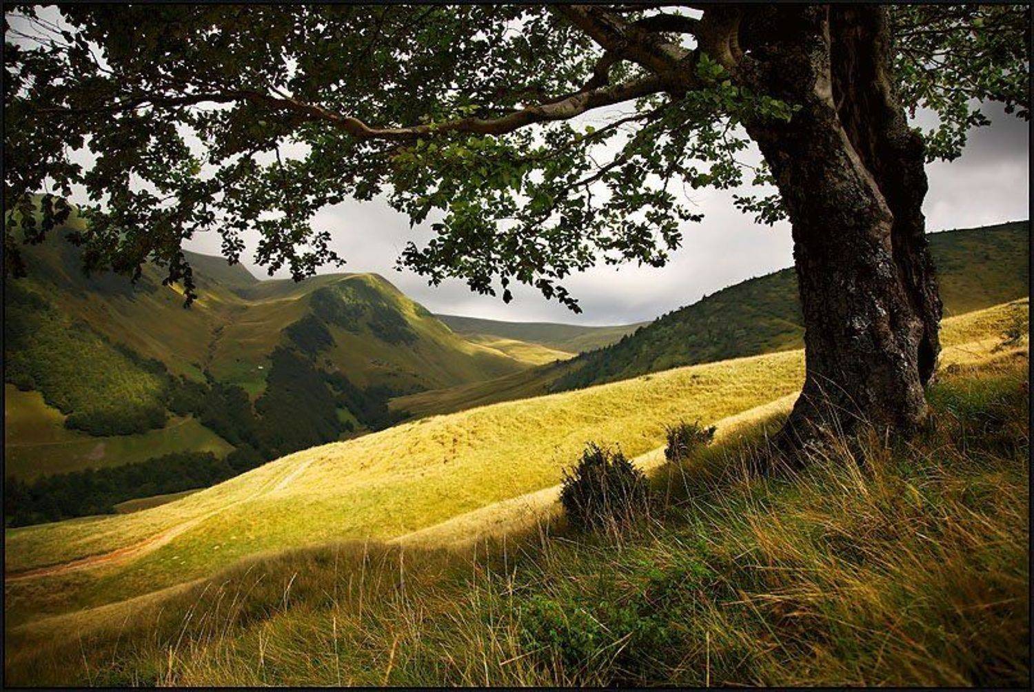 карпаты, Тарас