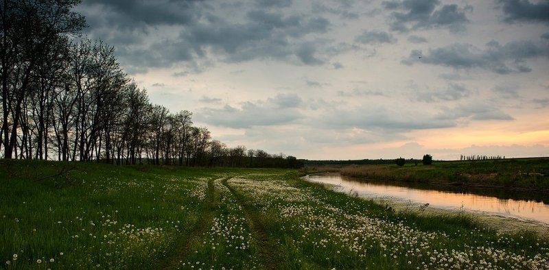 Вечер из одуванчиков. фото превью