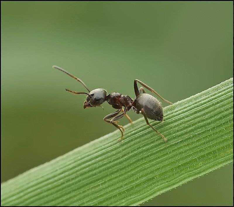 , Андрей Осокин