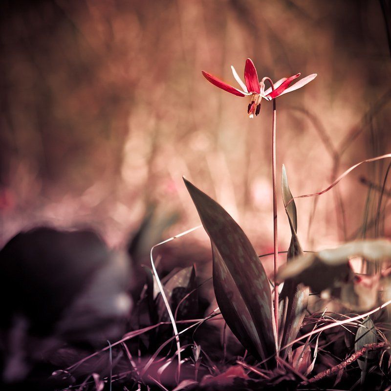 Аленький... фото превью