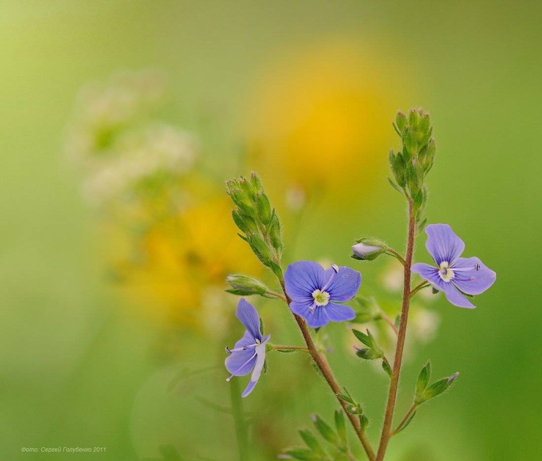 , Сергей Голубенко