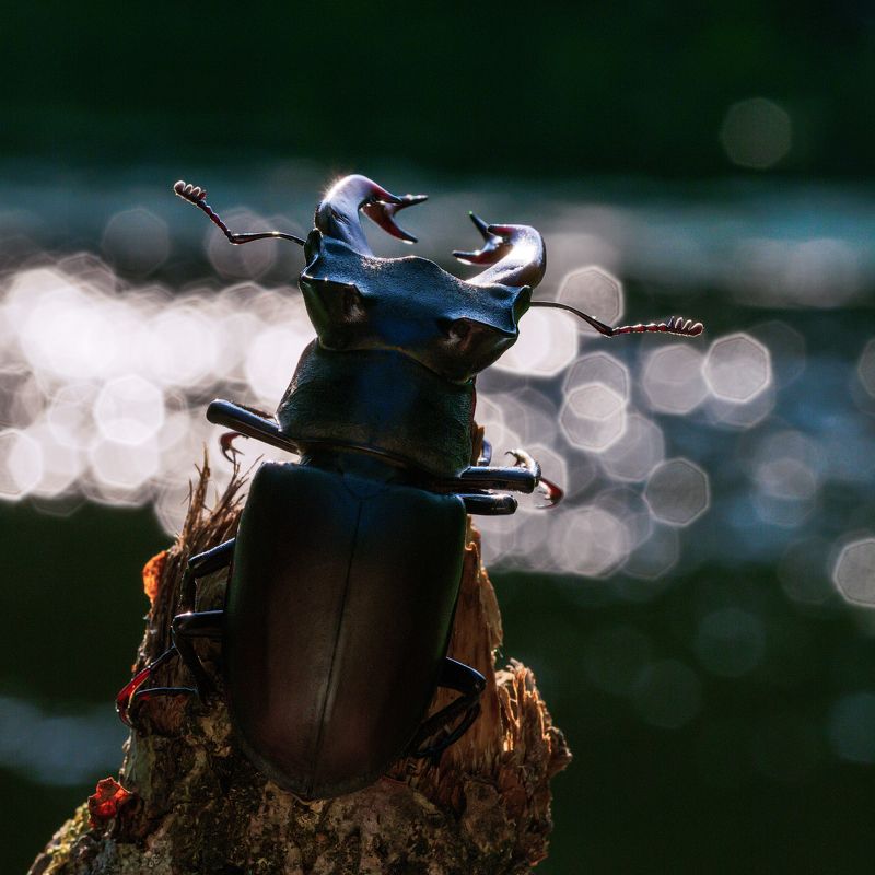 Жук - олень, сидящий на берегу реки и размышляющий о жизни. фото превью
