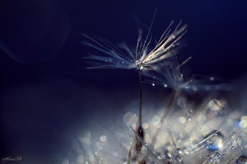 Одуванчик в бриллиантовых нарядах