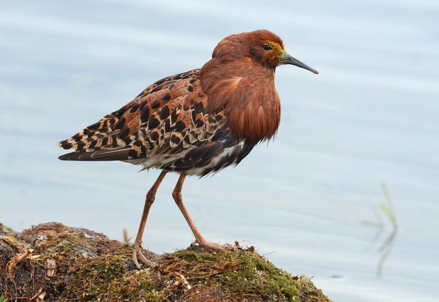 кулик,турухтан,самец,болото,брачный наряд, Иван