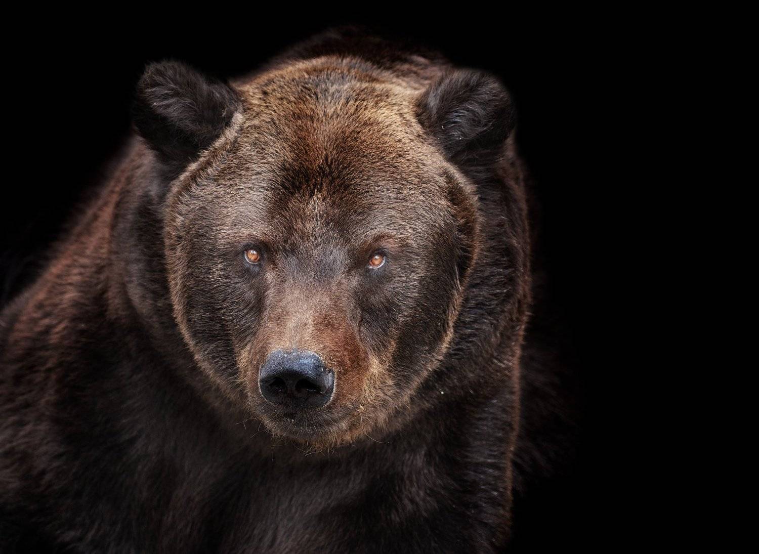 медведь, Олег Богданов