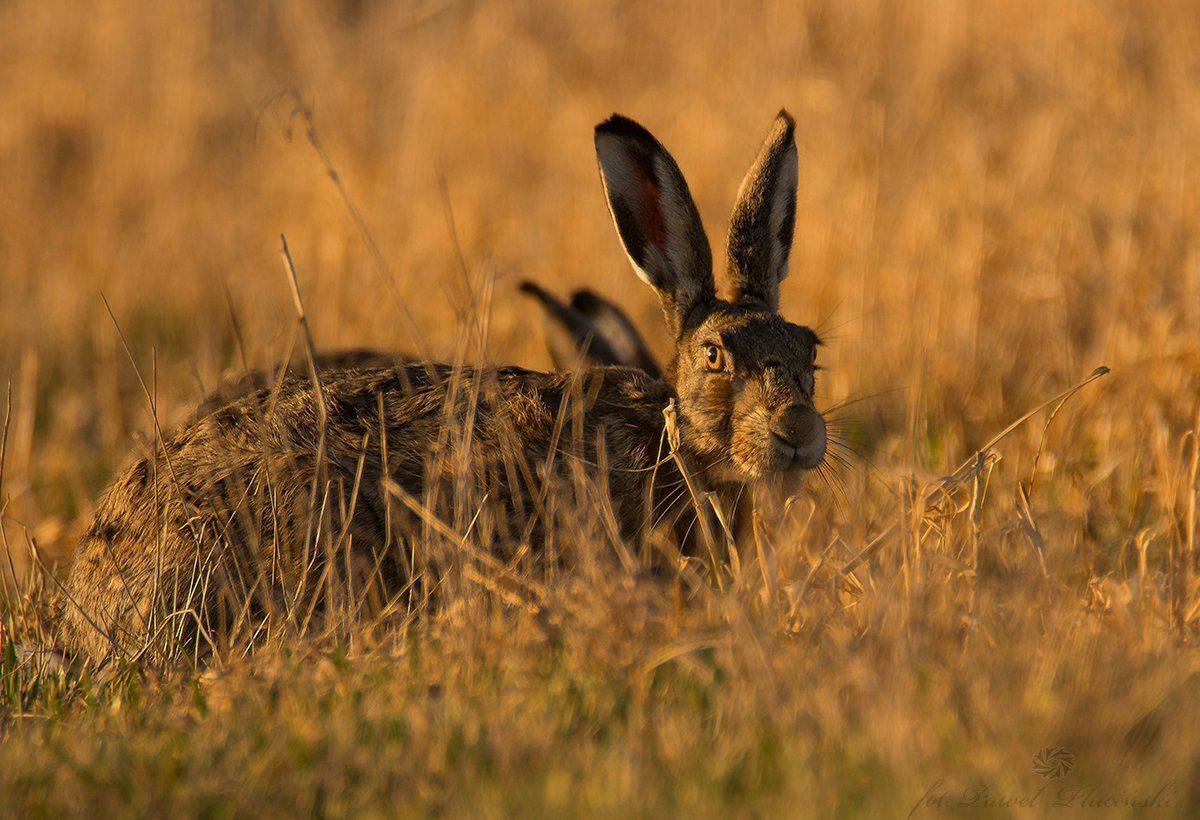 , Pawel Plucinski