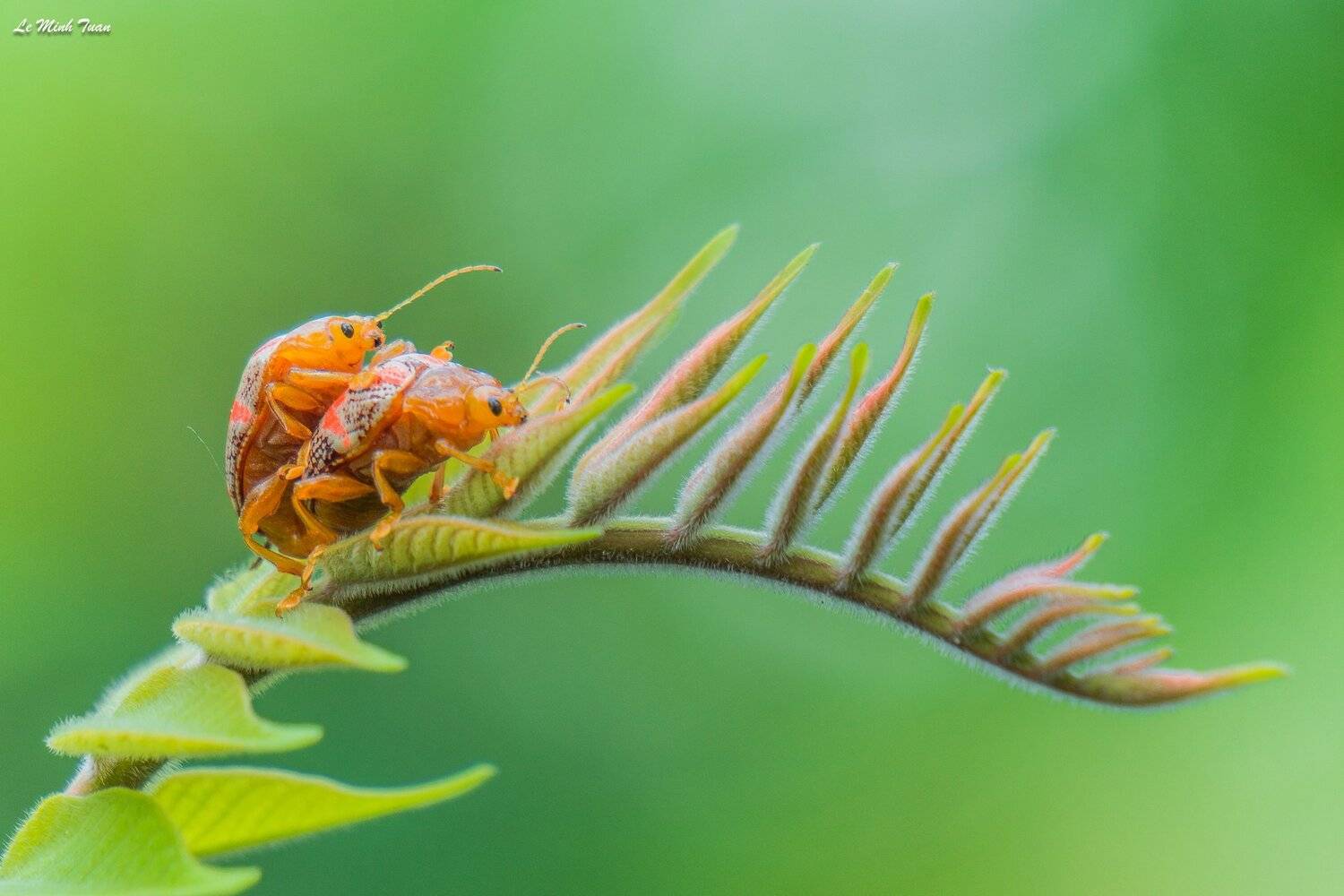 Insect, L&ecirc; Minh Tuấn
