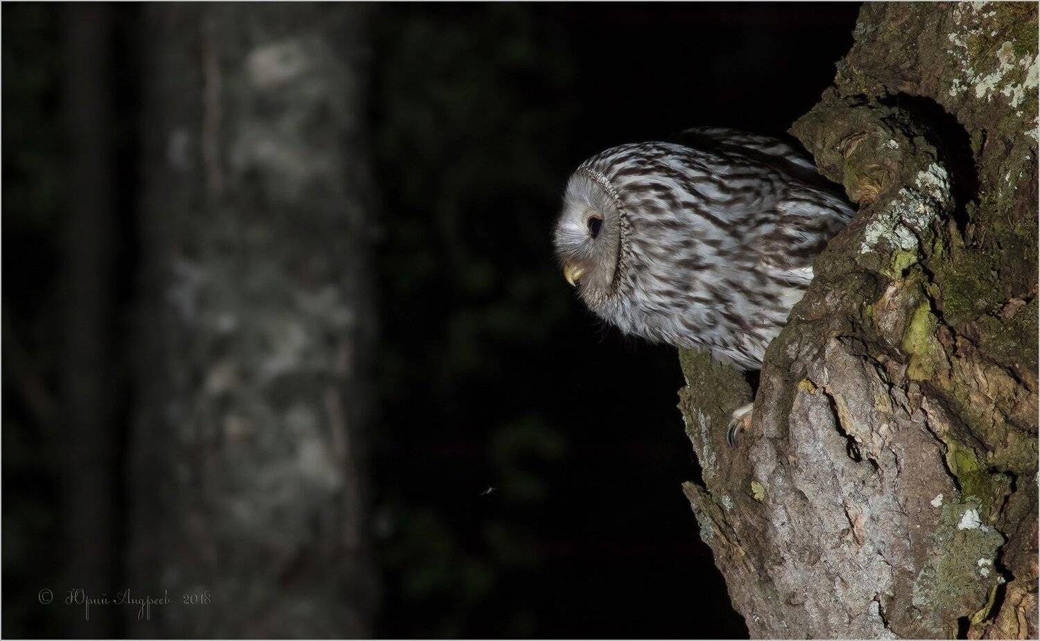 неясыть длиннохвостая сова, Юрий Андреев