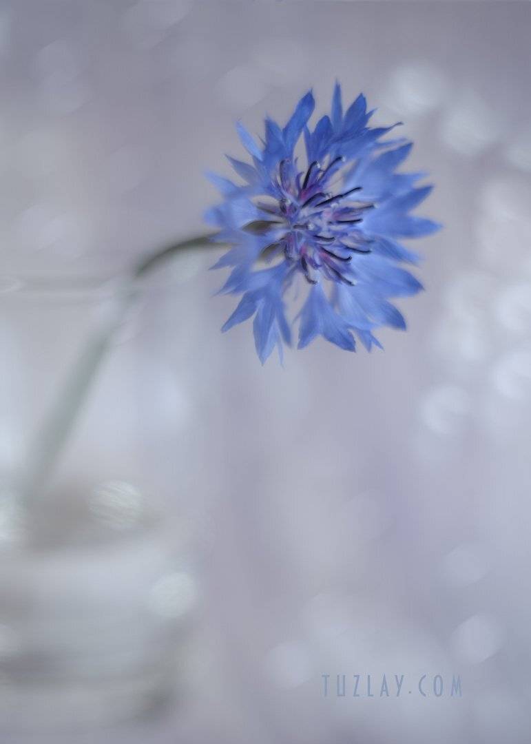 лето в стакане, васильки, гелиос 44, боке, Владимир Тузлай