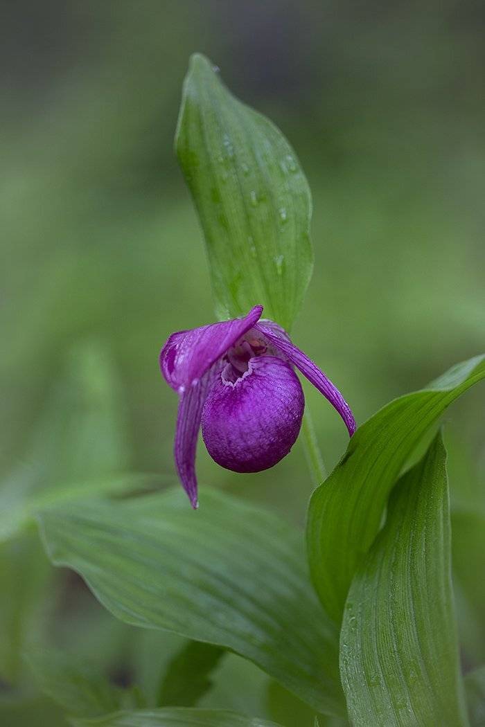 , Евгений Слободской