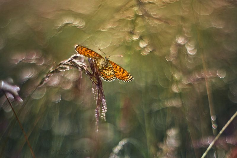 The nicest moment of the morning фото превью