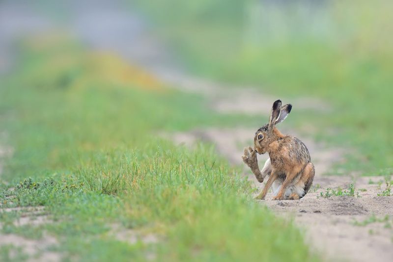Toaleta фото превью