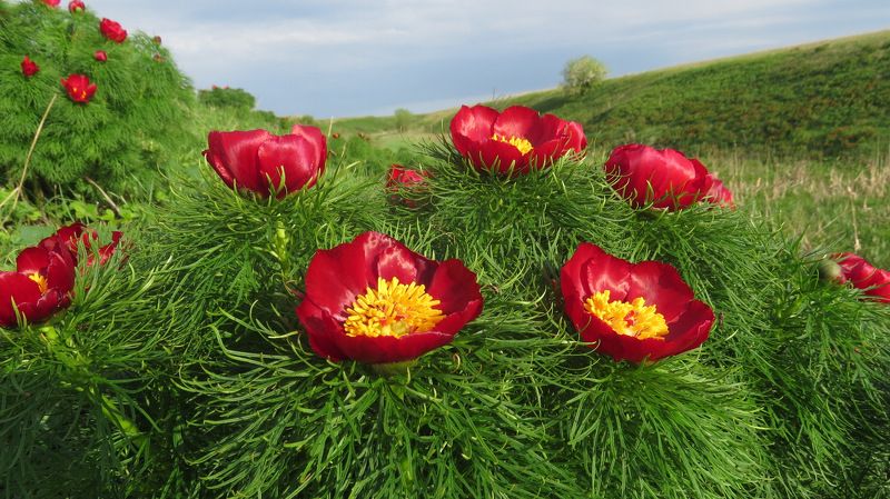 листопад Пион узколистный (дикий) фото превью