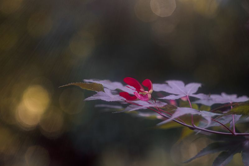 * фото превью