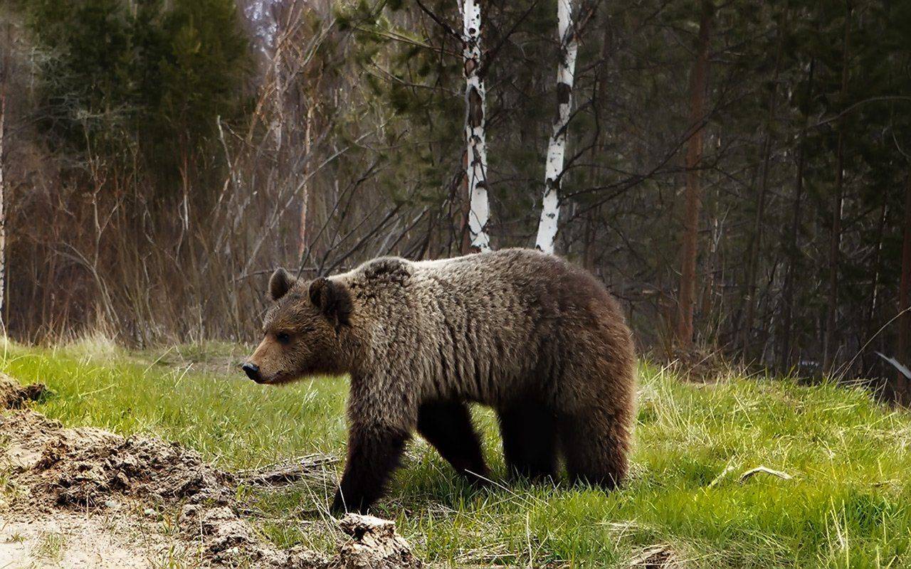 медведи,коми,печора,животные,город,встреча, Игорь Триер