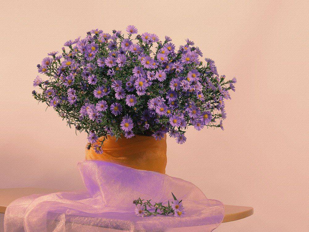, Анжелика Королева