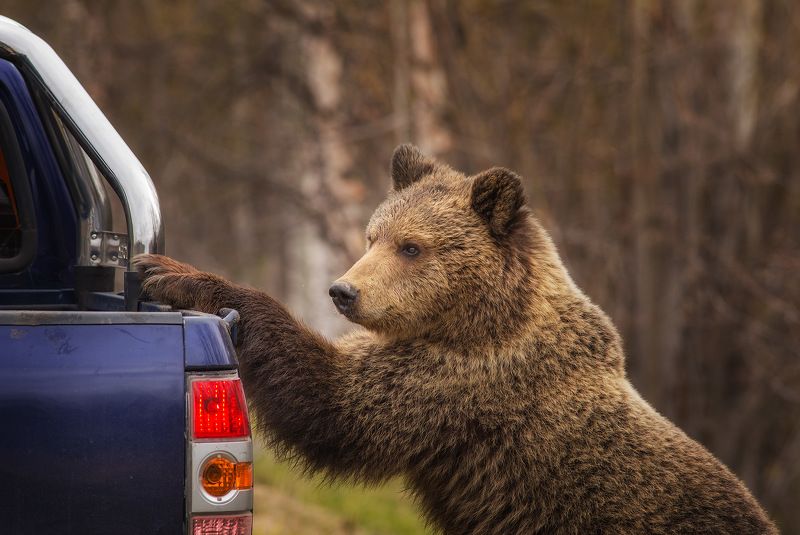 медведи,коми,печора,животные, Нашествие медведей в КОМИ г.Печора фото превью