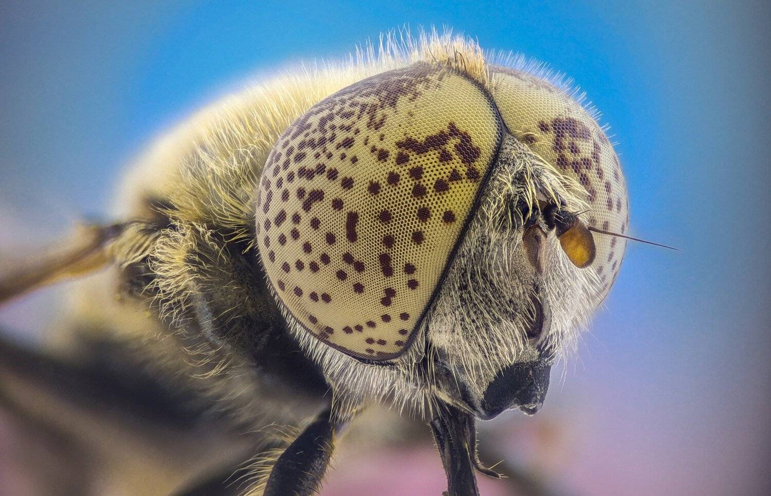 Автор: Tsvetan Ganev ceclii, macro, extrememacro, Tsvetan Ganev